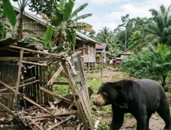 Warga Tinggam Harapan Diimbau Waspada Usai Beruang Masuk Permukiman di Pasbar