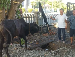 BNCT DAN BEA CUKAI BELAWAN KOLABORASI SALURKAN HEWAN QURBAN UNTUK MASYARAKAT BELAWAN*