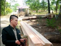 Redaktur Nusantara Expos Politik & Hukum Kecam keras Penebangan Hutan Kota di Pasbar: “Di Mana Fungsi DPRD dan DLH Pasaman Barat?”