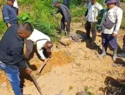 KESEPAKATAN BARU SEUMUR JAGUNG DILANGGAR! PT. BPP UNIT II AIR BALAM TANAM SEPIHAK DI BATANG LAPU