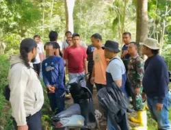 UNIT INTEL KODIM AGAM UNGKAP KASUS PENANAMAN GANJA, 2 ORANG DIAMANKAN