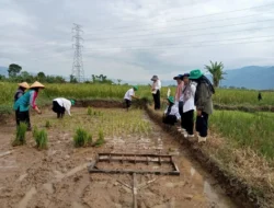 Sinergi Aktif Telusuri Potensi perkuatkan ketahanan pangan di desaLubuk suli