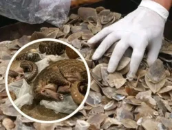 Penyitaan 3 Ton Sisik Trenggiling Ungkap Sadisnya Perdagangan Satwa Ilegal, 12.000 Ekor Tewas Demi Mitos