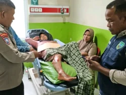 Warga Panti Selatan Digigit Beruang Saat Sadap Karet, Luka Robek di Betis